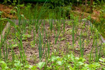 Close-up of a bed in the garden on which fresh herbs, green onions and dill grow.
