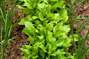 Growing greens on vegetable bed in spring garden. Assorted ingredients for vegetarian salad. Leaves of beets, onions and garlic on ecofarm.