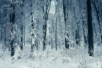 frozen snow covered woods in winter