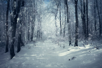 fantasy winter forest path covered in snow