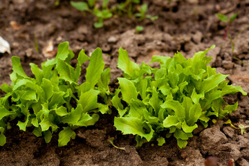 Wooden vegetable bed box with soil in the home garden. Ecology and homegrowing concept