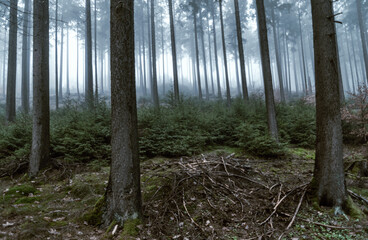 düsterer Nadelwald im Nebel