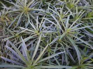 Naklejka na ściany i meble view on a plant in the Palmetum located in Santa Cruz de Tenerife, Canary Islands