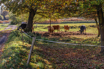 Obraz na płótnie Canvas Krowy na pastwisku jesienią 