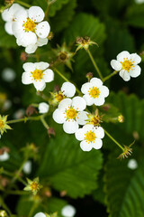 Fototapeta premium Flowering strawberries in the garden. Strawberry bush with white flowers. Selective focus. background photo of strawberry blossom