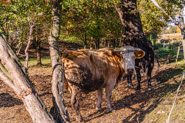 Krowy na pastwisku jesienią  © Franciszek