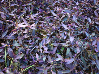 view on a plant in the Palmetum located in Santa Cruz de Tenerife, Canary Islands