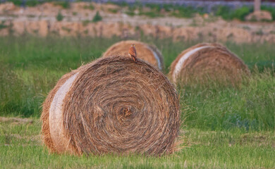 Hay bales in the field. The sunset.