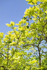 青空とアオハダの木の葉