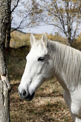 retrato de caballo blanco en dehesa