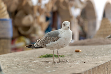 A Seagull at the fishing market