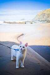 Fototapeta premium Young white cat on a walk on the ocean coast. Rock cliffs, lonely rocks, empty wild beaches and ocean waves. West coast of Portugal. Daylight, horizontal and vertical 