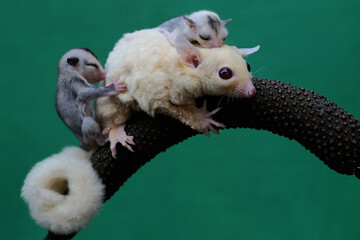 A mother sugar glider is looking for food while holding her two babies. 