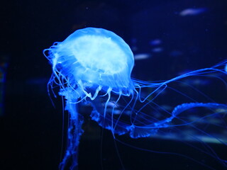 View on a jellyfish in the Loro Parque located in the city of Puerto de la Cruz on Tenerife.
