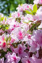 ピンクのアザレアの花