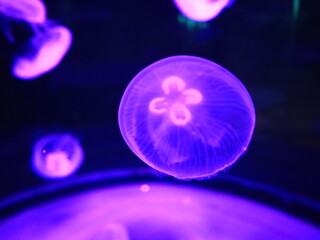 View on a jellyfish in the Loro Parque located in the city of Puerto de la Cruz on Tenerife.
