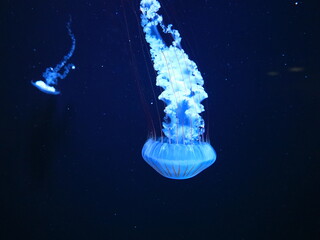 View on a jellyfish in the Loro Parque located in the city of Puerto de la Cruz on Tenerife.
