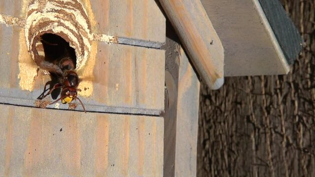 Hornisse (Vespa crabro) ventiliert zur K&uuml;hlung am Nistkasten