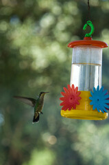 Colibrí alimentándose de mentiras  © Juanif16