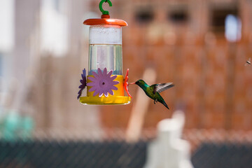 Colibrí alimentándose de mentiras  © Juanif16