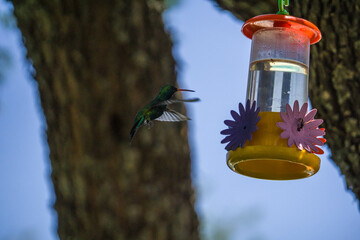 Colibrí alimentándose de mentiras  © Juanif16
