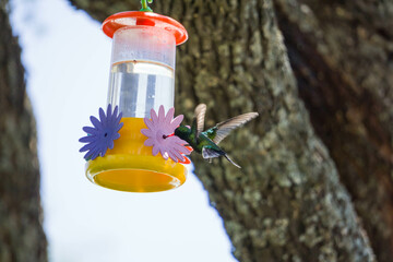 Colibrí alimentándose de mentiras  © Juanif16