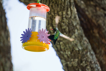 Colibrí alimentándose de mentiras  © Juanif16