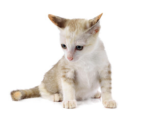 Young cat on transparent png