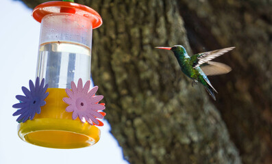 Colibrí alimentándose de mentiras  © Juanif16