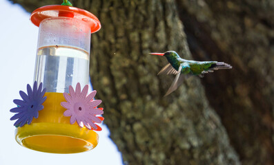 Colibrí alimentándose de mentiras  © Juanif16
