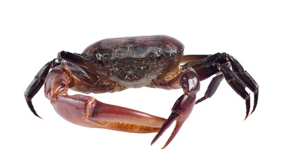 crab on transparent png