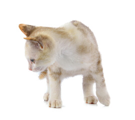 Obraz premium Young cat on transparent png