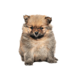 Pomeranian Spitz dog. Portrait on transparent png