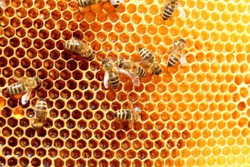 some honey bees on a yellow bee hive - 549986469