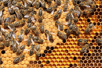 many honey bees on a yellow bee hive