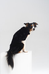 Tricolour border collie in a white studio sit stay tricks tongue  