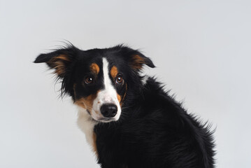 Tricolour border collie in a white studio sit stay tricks tongue  