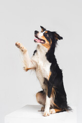 Fototapeta premium Tricolour border collie in a white studio sit stay tricks tongue 