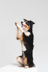 Tricolour border collie in a white studio sit stay tricks tongue  