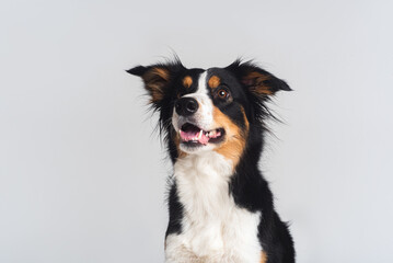 Tricolour border collie in a white studio sit stay tricks tongue  