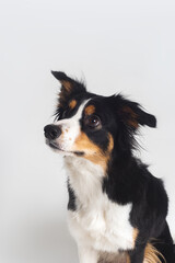 Tricolour border collie in a white studio sit stay tricks tongue  