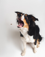 Tricolour border collie in a white studio sit stay tricks tongue  