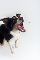 Tricolour border collie in a white studio sit stay tricks tongue  
