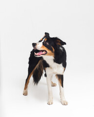 Tricolour border collie in a white studio sit stay tricks tongue  