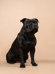 Portrait of a black staffy on a beige background, studio shot