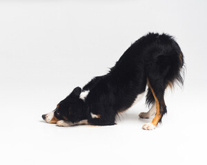 Tricolour border collie in a white studio sit stay tricks tongue  