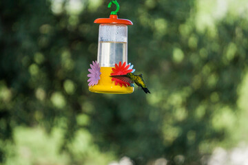 Colibrí alimentándose de mentiras  © Juanif16