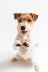 white and red parson terrier playing sit stay in white studio isolated