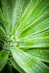 Lush green plant leaves covered in raindrops