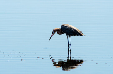 Reddish Egret reflection
